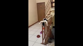 Cat caught napping on stair railings in Jakarta