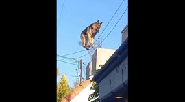 Dog balances on wire mesh at edge of building in Tecate, Mexico