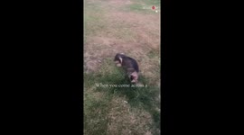 Hilarious moment as adorable Dachshund tries to conquer its fear of feathers