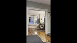 Chaos as US family, and their dog, attempt to catch bat flying around their home