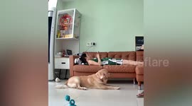 Pet Golden Retriever hops into sofa to cuddle with owner