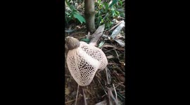 Man discovers strange mushroom in the garden