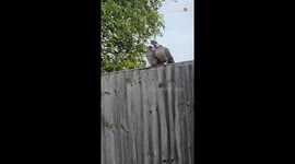 Pigeon romance goes awry after male decides to keep the fun short & sweet