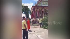 Century-old tree topples over and crushes devotee at Thai temple