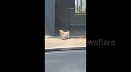 Dog's attitude instantly changes to aggressive upon seeing owner's boyfriend
