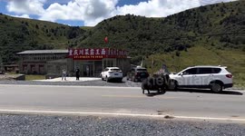 Car smashes into fighting yaks in China: Motorist unable to avoid brawling beasts