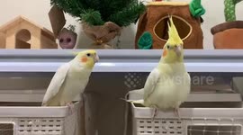 Pet parrot lip-syncs to a song