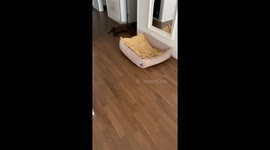 Pup takes the baby's pacifier and naps on the floor without a care