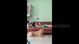 China:  Big Dog Jump Up to the Couch Looking for Owner