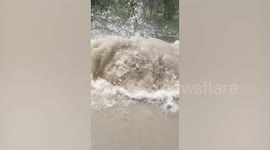 Fish washed out of manhole and flopping around on pavement surprise locals