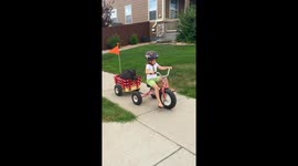 Mini Pig Loves a Tricycle Ride