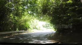 Natural vegetal plant tunnel. French island of Martinique, Caribbean, Antilles/West Indies, between Le Robert and Le François towns;  3 september 2024