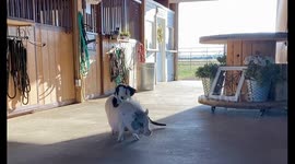 Kitten Takes Literal Piggy-Back Ride