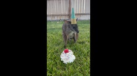 Wallaby Isn’t a Fan of Party Hat
