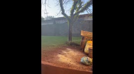 Rooster Chases Dog Across Yard