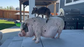 Wallaby Rides Mini Pig's Back