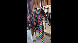 Pony Enjoys the Hairdryer