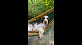 Spaniel Spends Afternoon Relaxing On Swinging Hammock