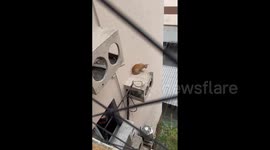 Cat Not Rescued From Building Structure