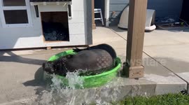 Piggy Cools Off in Tiny Pool
