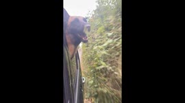 Dog Bites at Hedges From Car