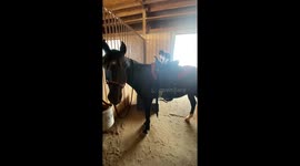 Curious cat obsessed with horses perches atop of saddle