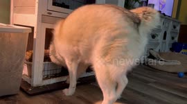 Husky crawls into bunny hutch to get as close as possible to new furry friend