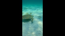 Fish Barely Escape Sea Turtle