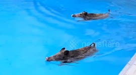 Wild boars cool off in public swimming pool in Germany
