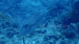 USA: Scrawled Filefish: The Demure Beauty of Biscayne National Park