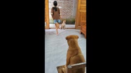 Chinese dogs join girl in playing jump rope