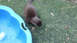 UK: Ice Party Delights Vulnerable Otters at Knockhatch Adventure Park