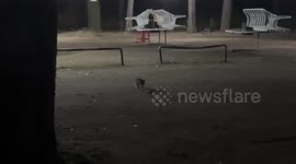 Cat jumps like a frog in China