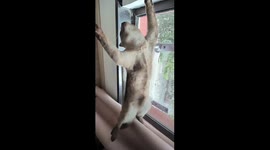 Pet cat confuses owner by appearing to levitate motionless in the air