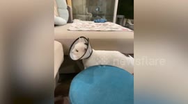 Pet cat pulls muscle while climbing sofa after neutering surgery