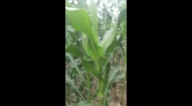Brightly coloured corn grown in field in China