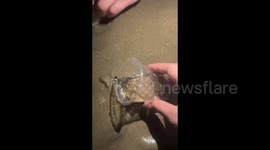 China: A Crab Digs into the Sand As Soon As It’s Released