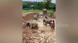 Elephants play in mud with tourists