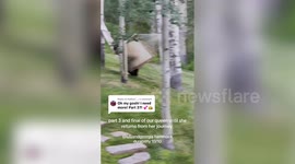 Funny moment huge bear attempts to take a nap - in a hammock