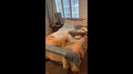 Dog curiously reacts to tegu in Saratoga, California