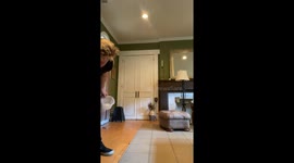 Tegu catches treat in Saratoga, California