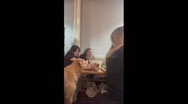 Dog steals food during goal celebration in Buenos Aires