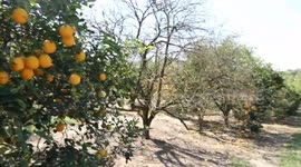 Brazil: Sharp decline orange production drives up juice price in Brazil