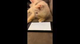 Ciko watches YouTube. he really enjoyed watching cockroach videos