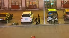 Sheepdog chases bear in Xinjiang, China