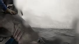 Researchers witness first case of shark-on-shark cannibalism