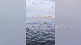 Rescue team retrieves moose swimming in river