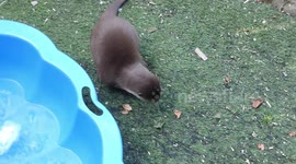 Otters have fun cooling off in paddling pools full of ice