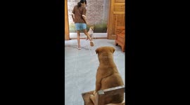 Pet dogs join girl in playing jump rope