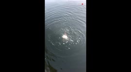Angler and octopus engage in funny battle of strength over pufferfish